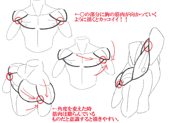 筋肉をかっこよく描こう 体描き方講座ストック 絵師ラボ